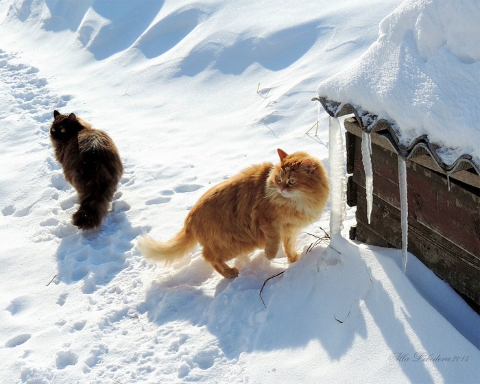 Семейство сибирских кошек живет на ферме более 10-ти лет.