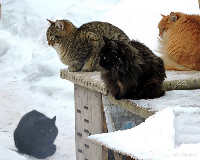 Суровые сибирские кошки в ожидании весны.