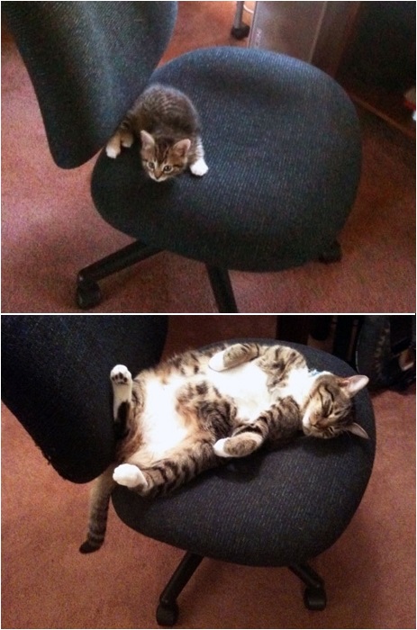 Кресло для кота.