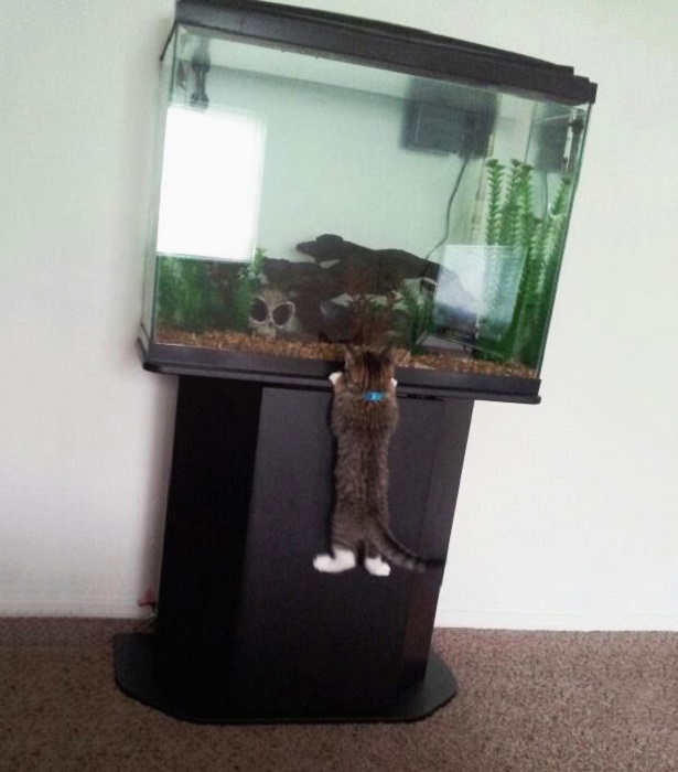 Удачное восхождение на аквариум с рыбками.