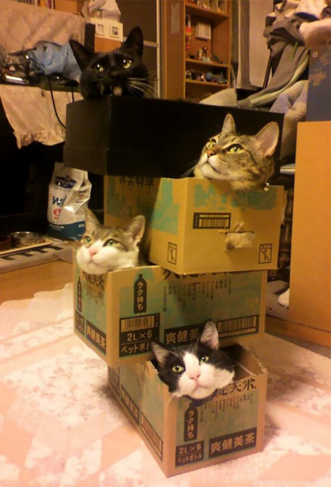 Если в доме появилась коробка – в ней обязательно заведется кот, так что чем больше коробок, тем больше котов.