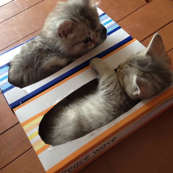 Первая тренировка начинающих кошачьих «коробочников».