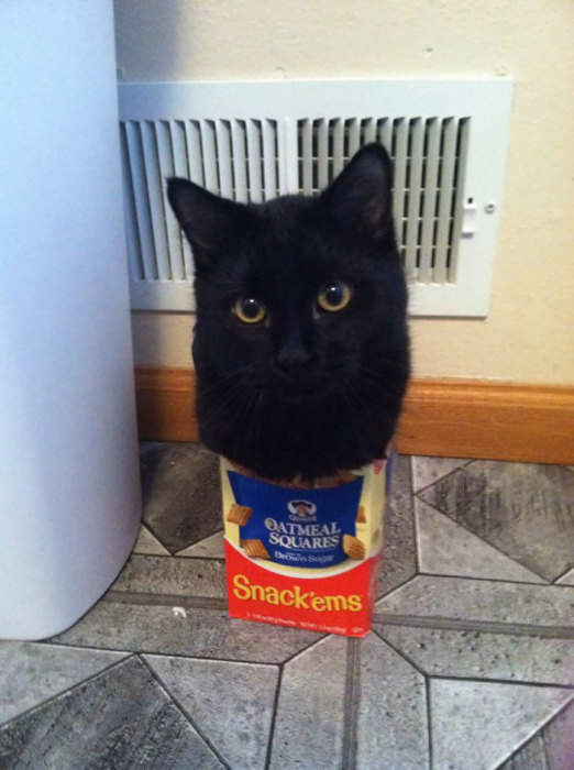 Черный кот, который нагло нарушает законы физики.