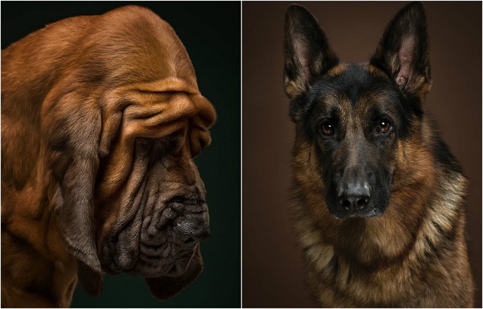 Проект «The Dog Show» - проект, посвящённы собакам разных пород.