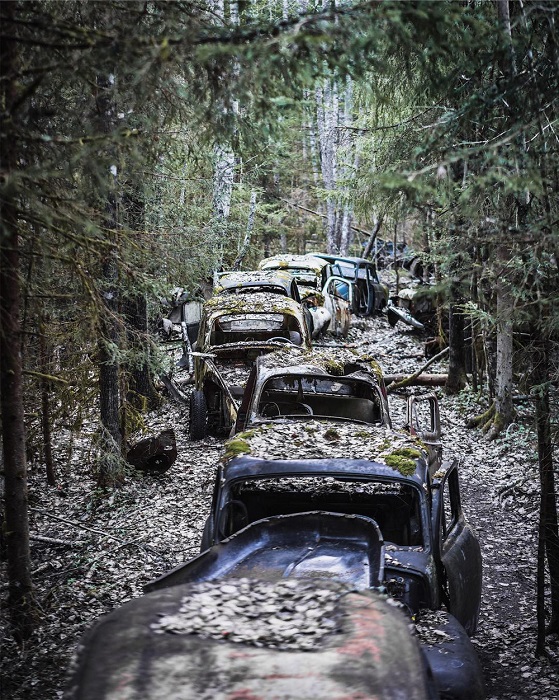 Колонна старинных ржавеющих автомобилей среди деревьев, найденная фотографом в Швеции.
