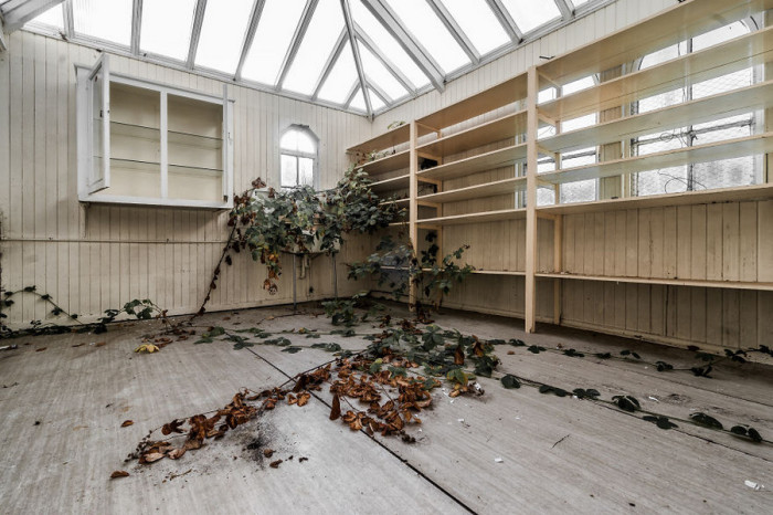 Одна из комнат покинутого госпиталя в Великобритании стала своеобразным домом для дикого винограда.