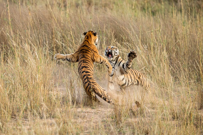 Играющие в Национальном парке подростки-тигрята в Мадхья-Прадеше, Индия. Фотограф: Archna Singh.