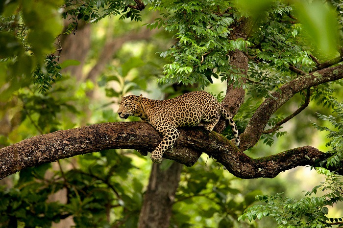 Леопард, выслеживает добычу. Фотограф: Suyash Keshari.