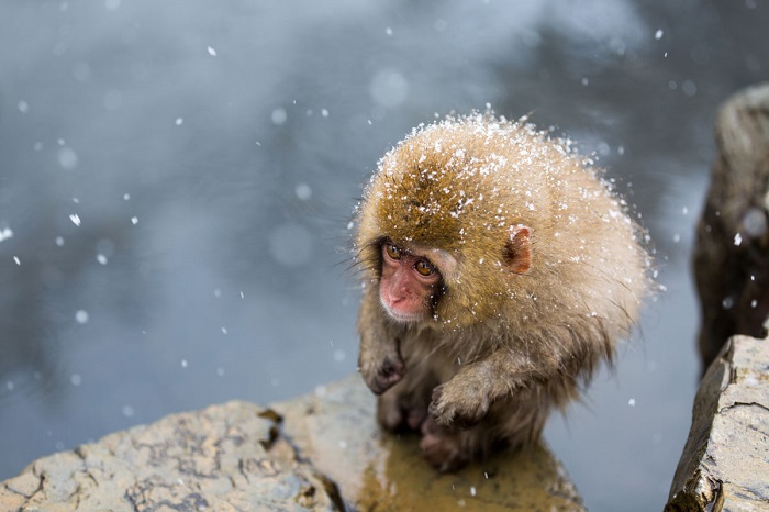 Снежная обезьяна возле горячего источника. Фотограф: Хидетоши Огата (Hidetoshi Ogata).