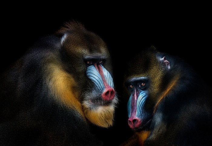 Крупные обезьяны, не относящиеся к статусу человекообразных. Фотограф: Pedro Jarque Krebs.