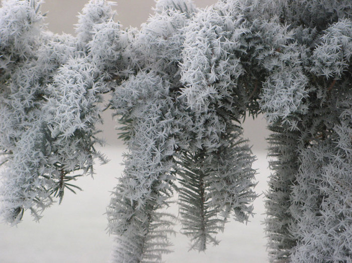 Зимняя сказка прикоснулась своей волшебной палочкой к ветвям хвойных деревьев. Автор фотографии: Cindi Girard.