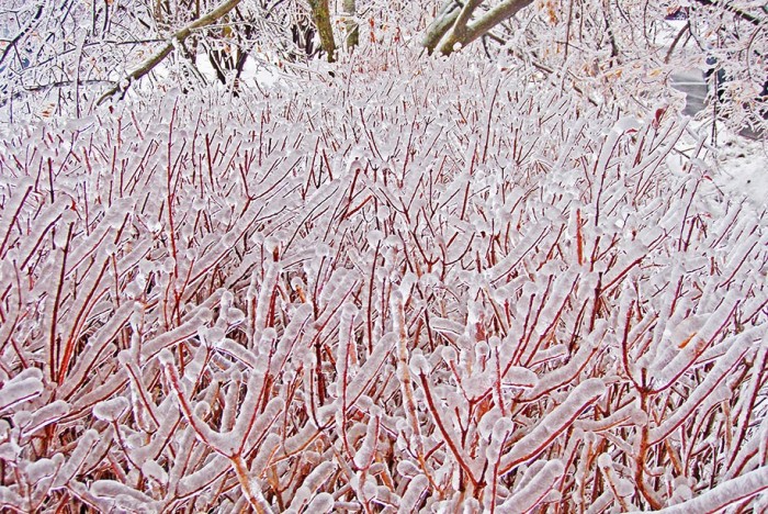 Замерзшие ветви во льду. Автор фотографии: Alex Lau.