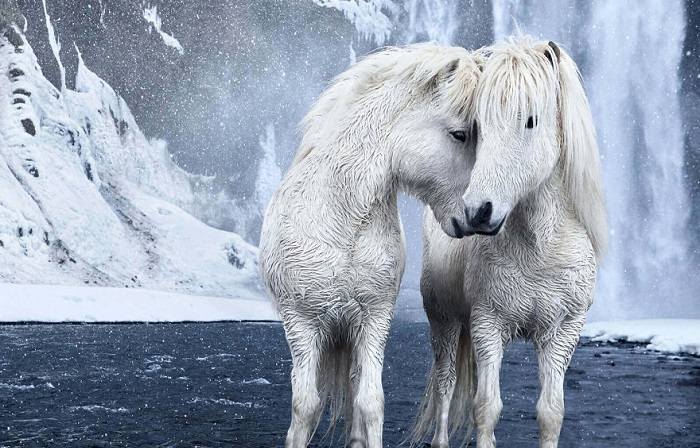 Фотографии исландских лошадей на фоне зимних пейзажей.