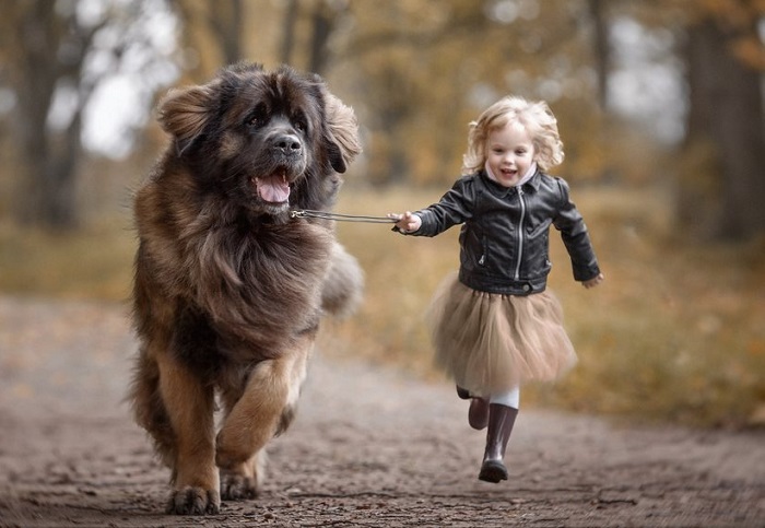 Дружелюбный и веселый пес со скоростью ветра мчится со своей хозяйкой.