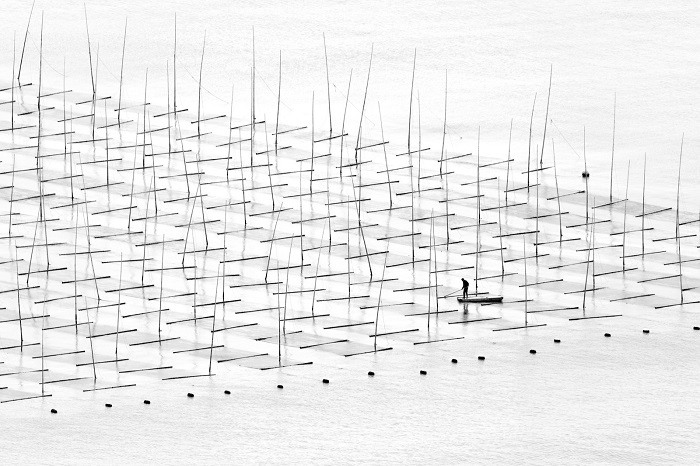 Рыбак, плавающий на лодке среди бамбуковых прутьев, установленных для аквакультуры у берегов южного Китая. Фотограф: Туго Чэн (Tugo Cheng), Китай.