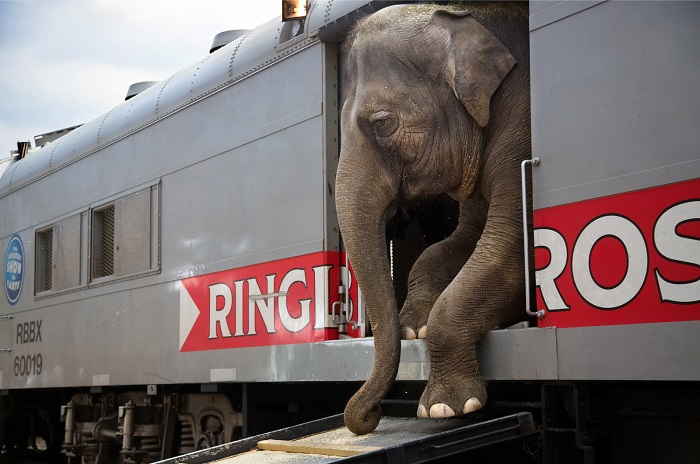 Слон, уезжающий дальше гастролировать. Фотограф: Стефани Синклер (Stephanie Sinclair), США.