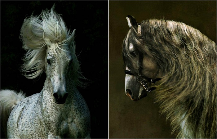 Сказочная красота породистых лошадей.