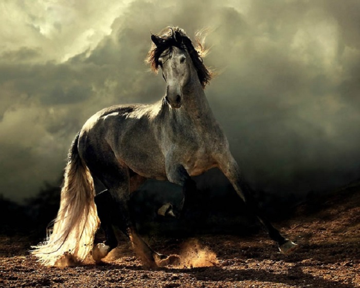 Андалузская порода лошадей - самая знаменитая в Испании.