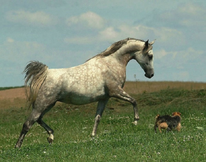 Высоко поднятый хвост у лошади среди бедуинов считался признаком гордости.