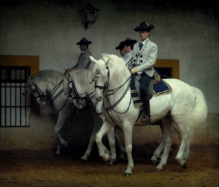 Элегантные лошади андалузской породы легко поддаются обучению.