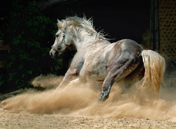 Грациозные лошади – живое воплощение стремительности, красоты и благородства.
