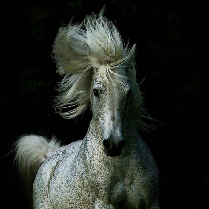 С возрастом у арабских лошадей серой масти появляются мелкие цветные пятнышки – «гречка».