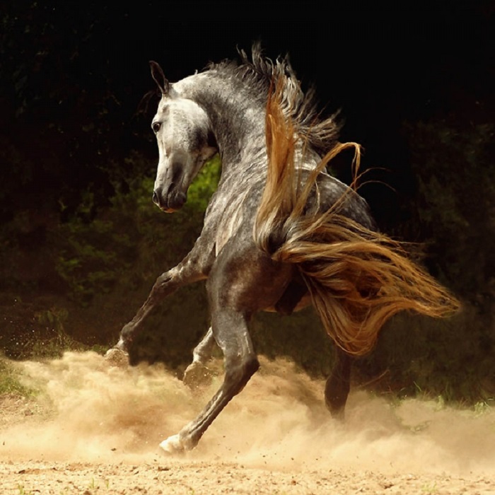 Преданность арабской лошади необходимо заслужить.