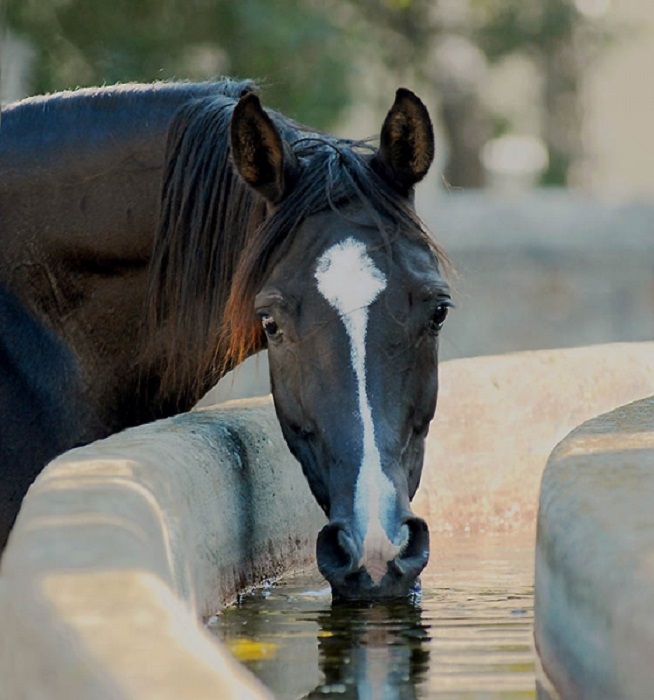 Вогнутый профиль и лебединая шея - характерные признаки лошадей арабской породы.