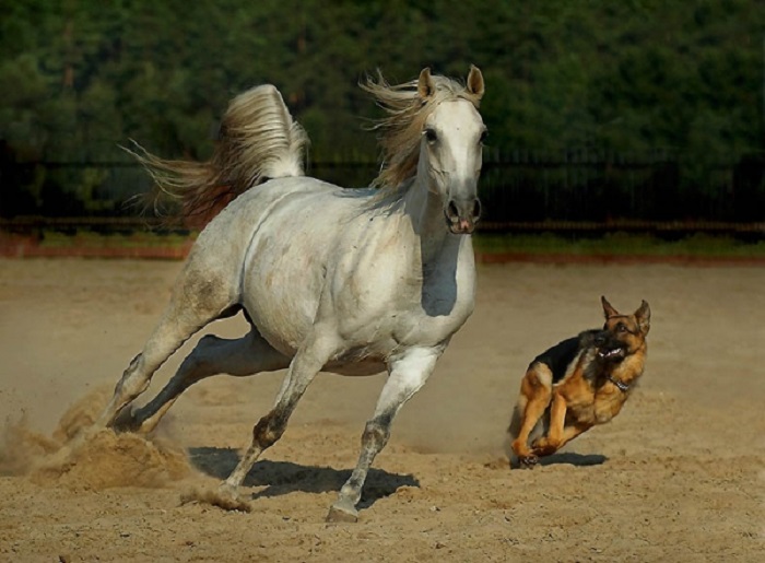 Толика крови арабских лошадей течет практически во всех современных конских породах.