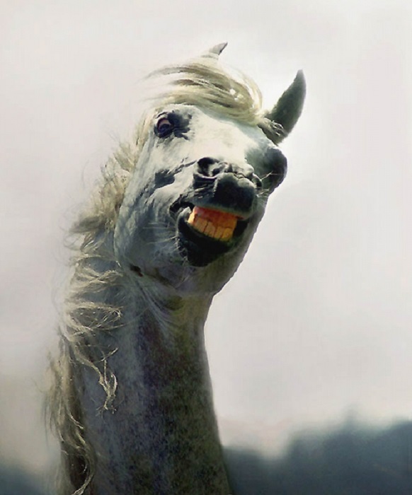 Светло-серая масть у арабских лошадей – самая нарядная.