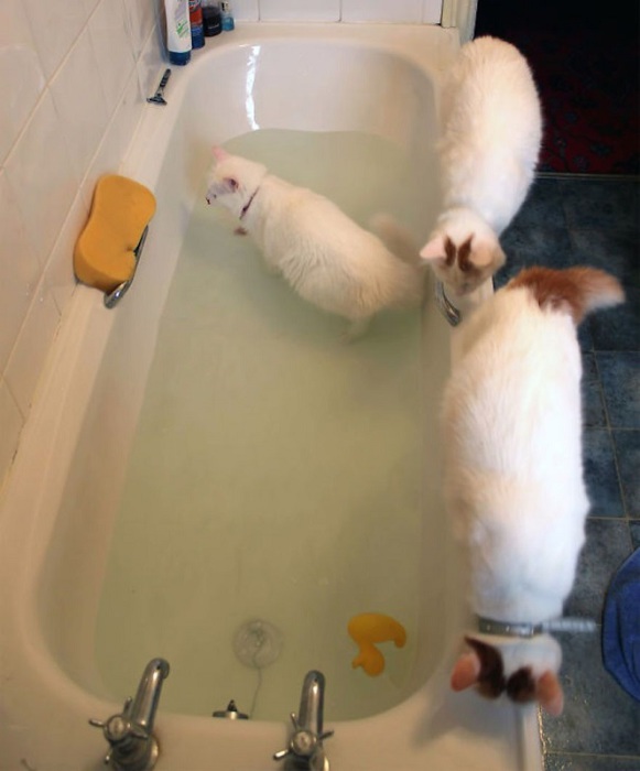 Кошки с удовольствием играют с водой.