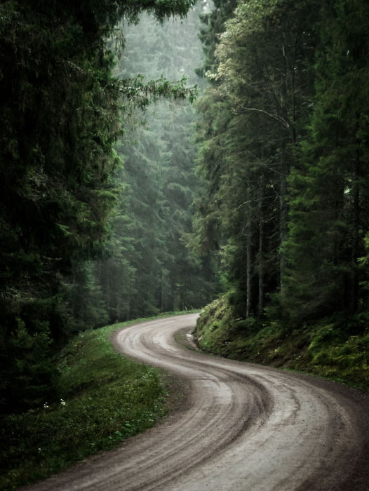 Извилистая дорога извивается вдоль лесной полосы.