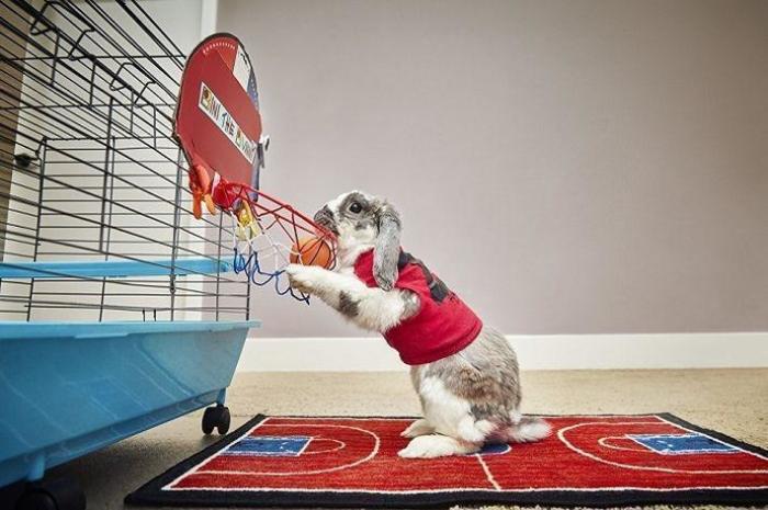 Кролик Бини из Израиля попал в Книгу рекордов Гиннеса забросив мяч в баскетбольную корзину семь раз за одну минуту.