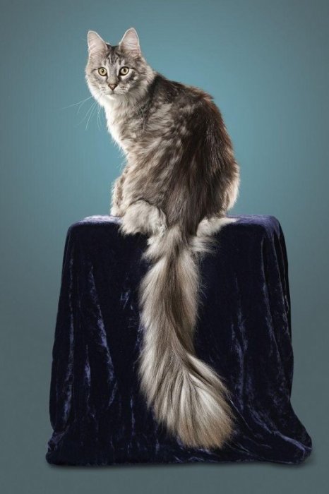 Кот по кличке Сигнус Регулус Пауэрс обладает хвостом длиной в 44,66 сантиметра.