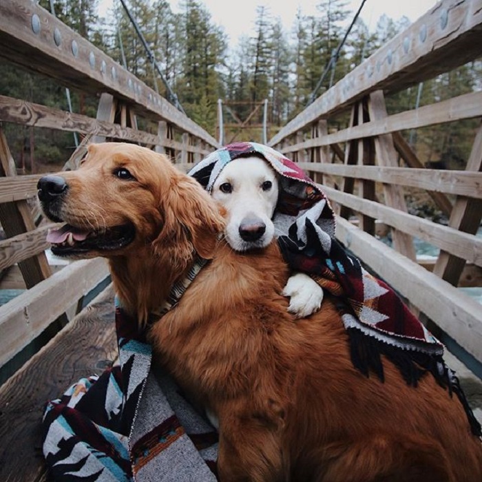 Собаки, по кличке Уотсон и Кико, очень любят отдыхать на природе.