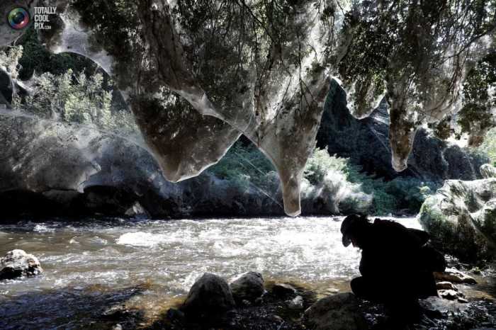 Зачарованный лес на берегах реки Сорек. Автор фотографии: Ронен Звулун.