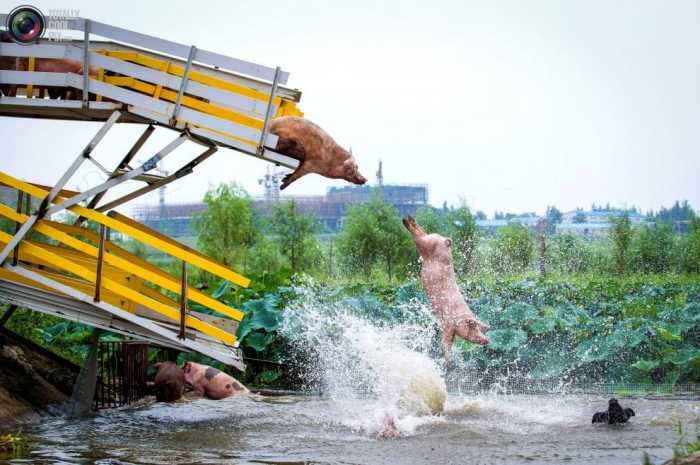 Обитатели китайской свинофермы увлекаются водными процедурами. Автор фотографии: Хуанг Деминг.