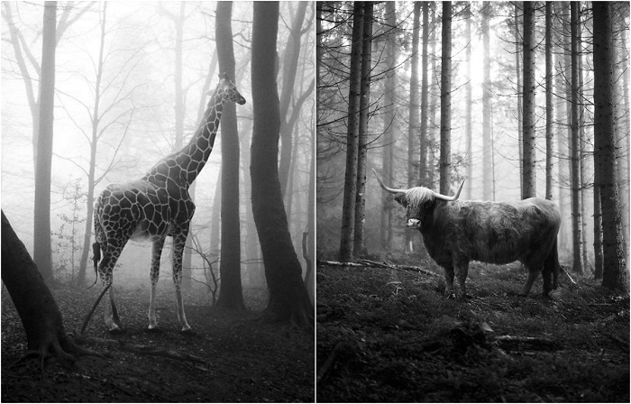 Животные, «освобожденные» с помощью Photoshoр.