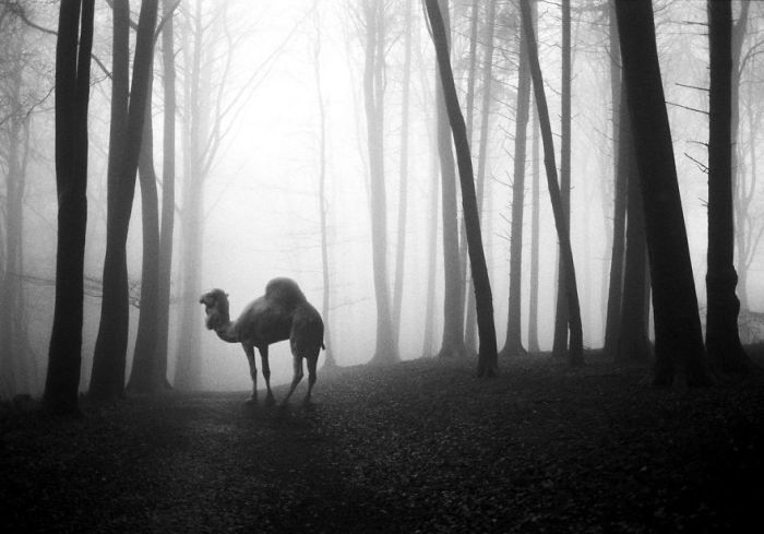 Для серии «Животные в лесу» немецкий фотограф использует только черно-белые фотографии.