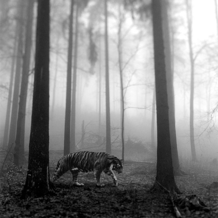 Однажды, снимая лесные туманные пейзажи, Фрэнку посчастливилось сфотографировать великолепного оленя.