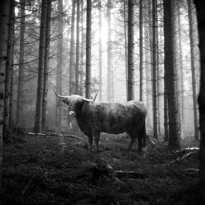 Серию «Животные в лесу» немецкий фотограф посвятил всем тем, кто томится в зоопарках.