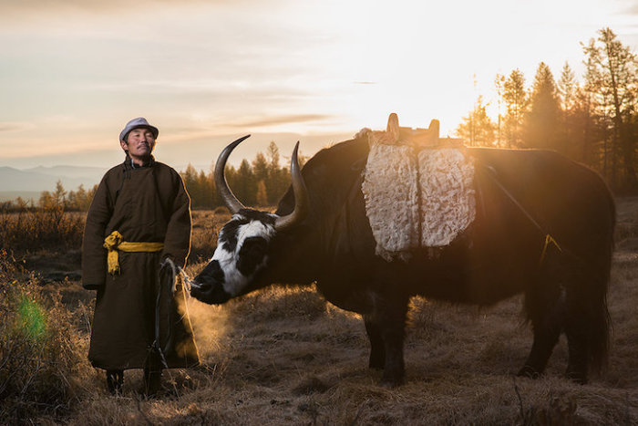 Длинношерстный бык отлично приспособлен к горным условиям Монголии.