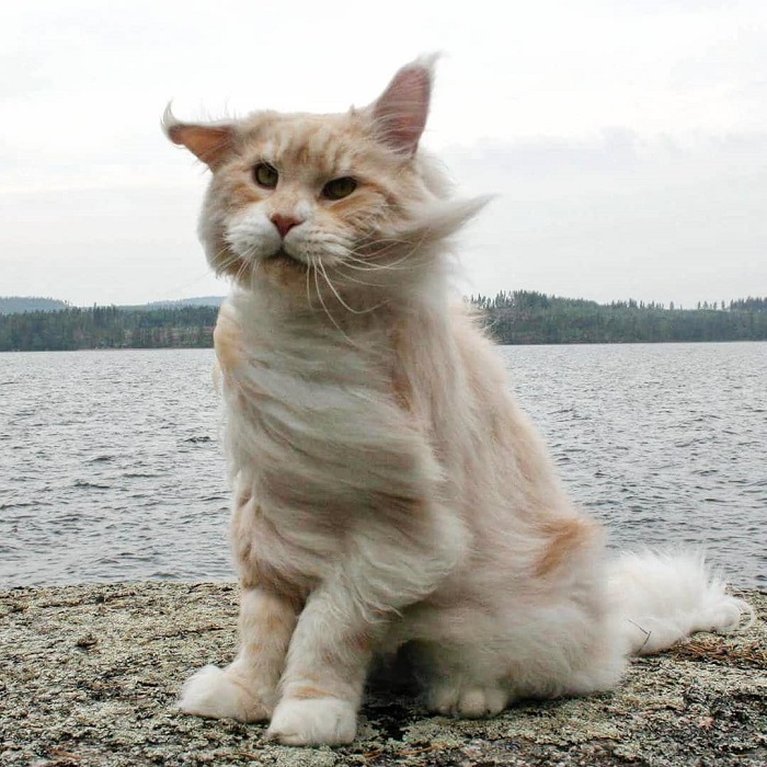 Представители породы мейн-кун являются самыми крупными среди домашних кошек.