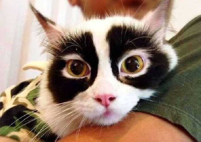 Черная шерсть вокруг глаз делает эту кошку похожей на панду… или секретного супергероя, который скрывает свою истинную личность.