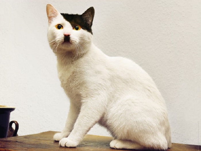 Кот, которому необычный окрас придал схожесть с Гитлером.