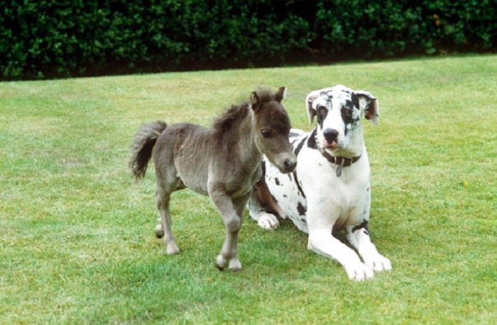 Мини-лошадка умна, храбра и прекрасно обучается различным трюкам - как собака.