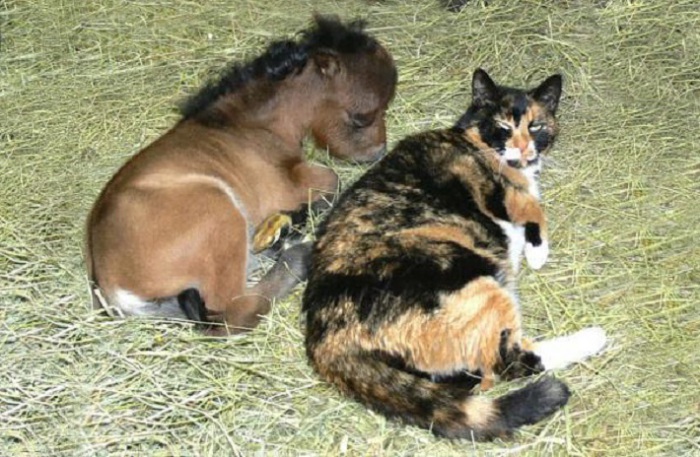 Дружба мини-лошадки и кота.