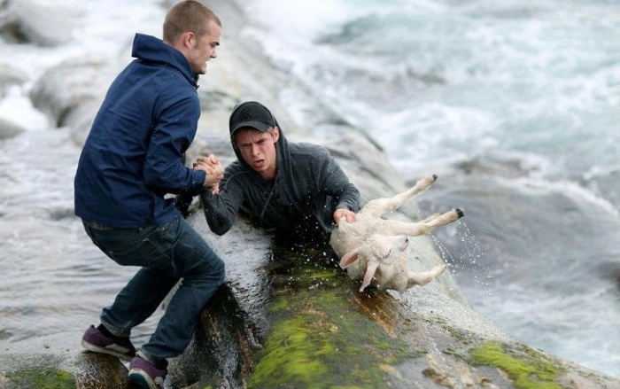 Норвежцы рисковали жизнью, чтобы спасти упавшего в воду ягненка.