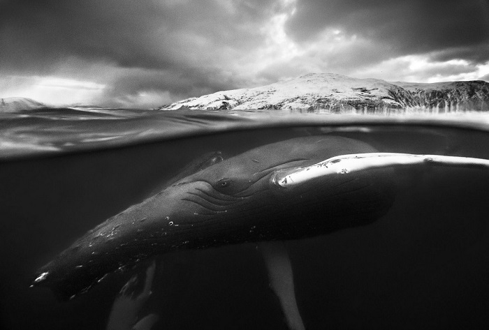 Почетного упоминания удостоился снимок норвежского фотографа Аудуна Рикардсена (Audun Rikardsen), запечатлевшего двух играющих горбатых китов.