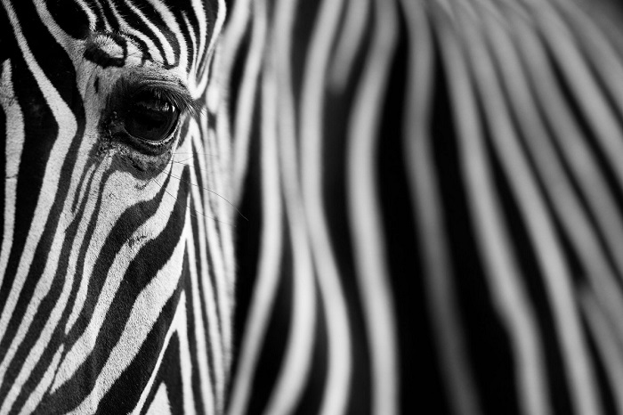 Поощрительной премией награжден испанский фотограф Марио Морено (Mario Moreno) за необычный «полосатый» снимок зебры.